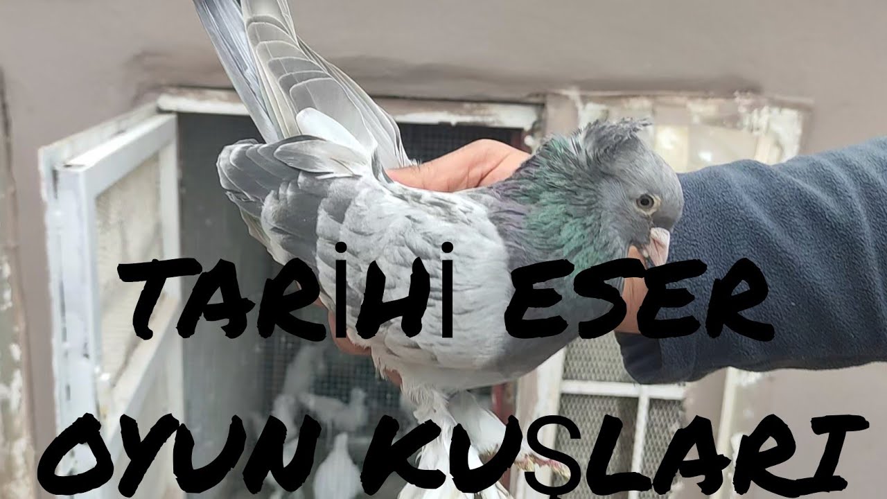 BİR ÇİFT KUŞA 25 YIL ÖNCE BİR ARABA PARASI VERDİM