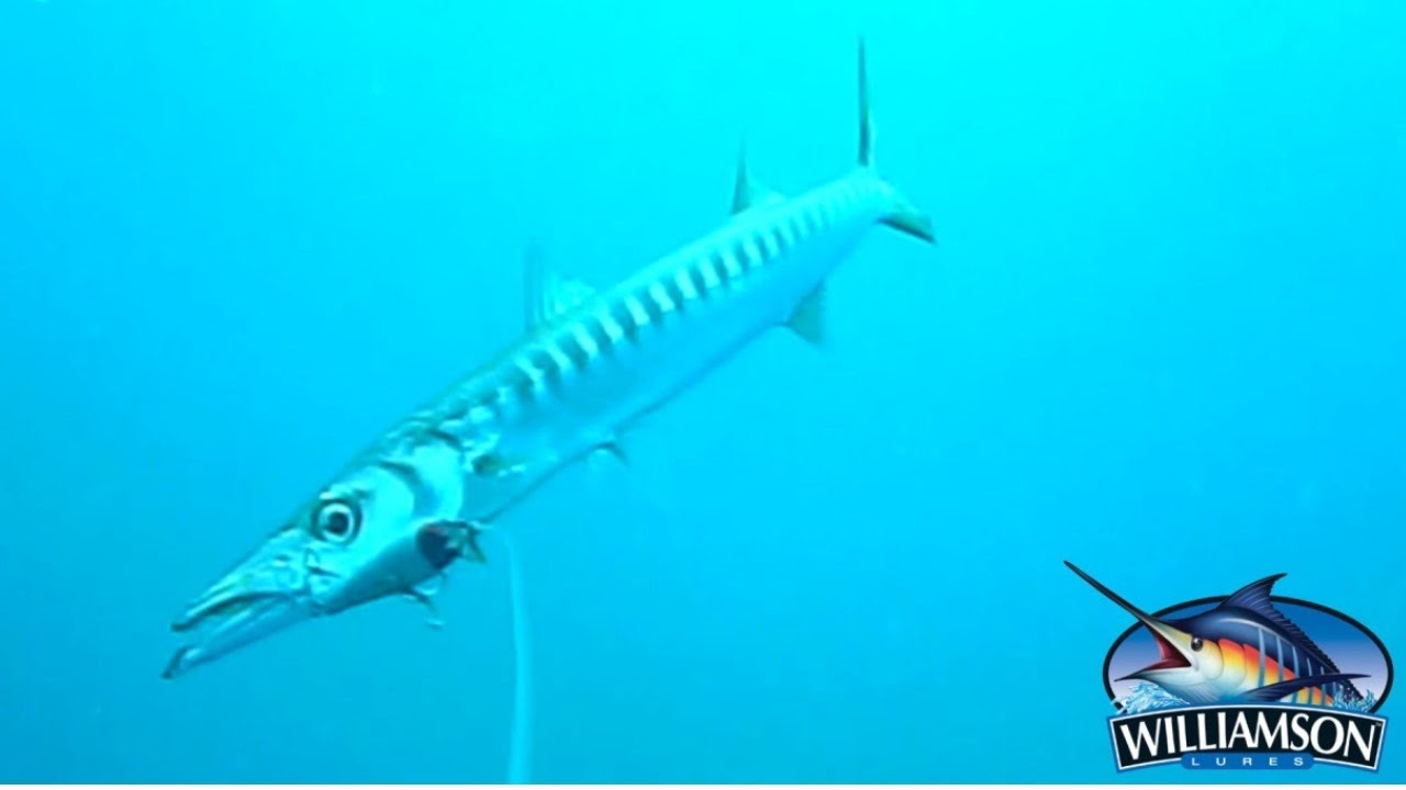 Williamson Speed Pro amazing trolling lure for Barracuda, Bonito, underwater footage