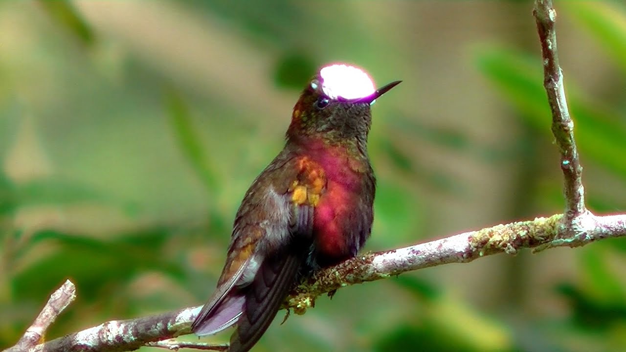 The Snowcap