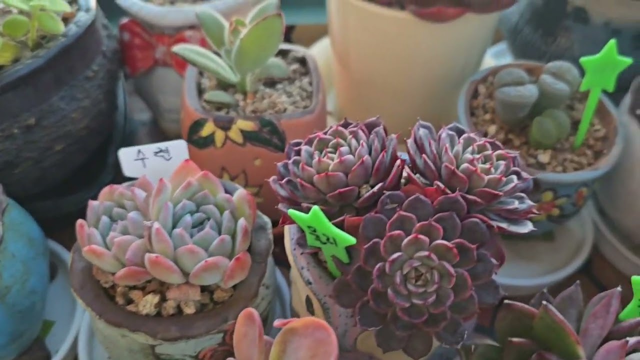 2/7(토)🐶콩아 자꾸 편식할겨😋멍멍 마미 왜자꾸 으힝😂흐미 못산다카이🪴다육이들도🌸통실통실 탐스럽네요 🍃tobayo💜good ☕️