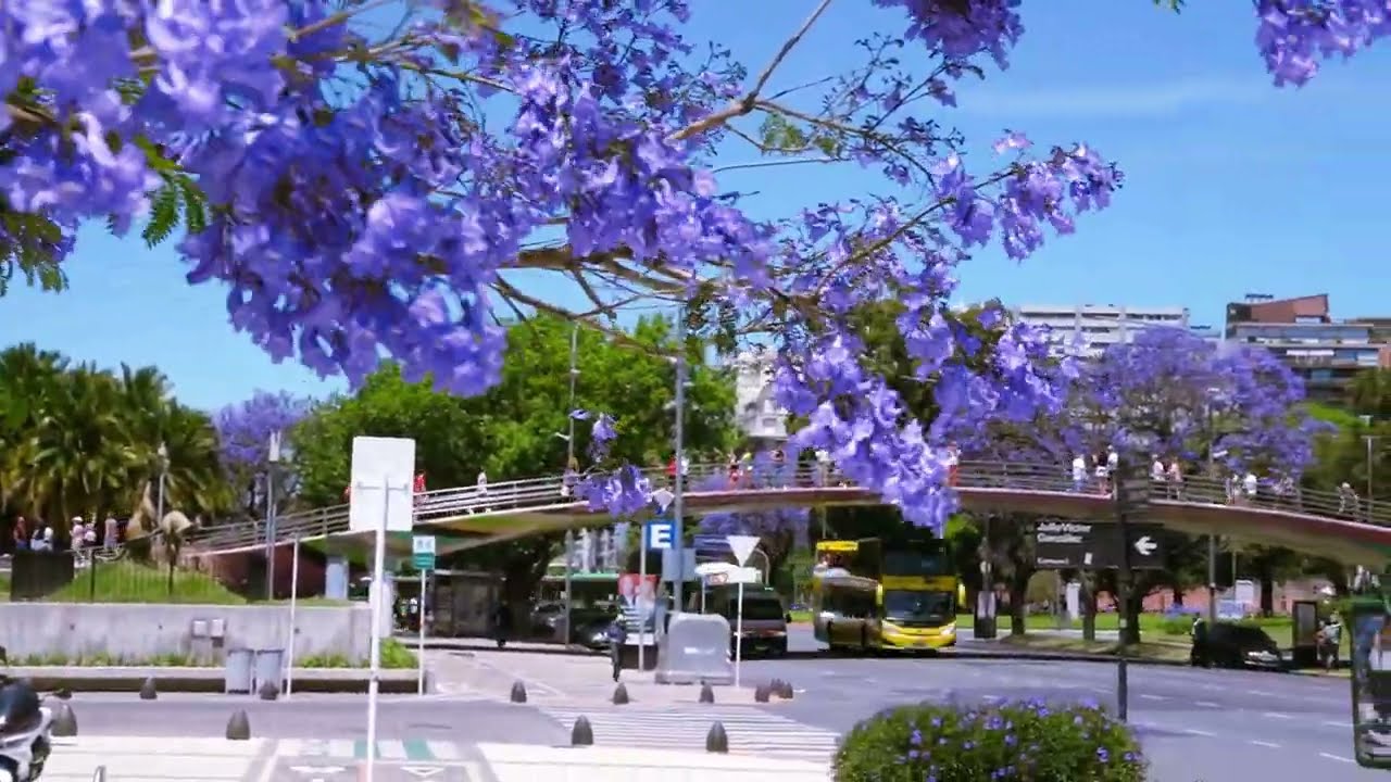 Buenos Aires Spring - Jacarandas time, primavera, November