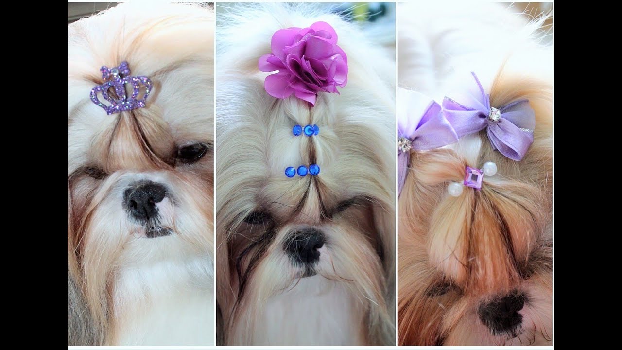 Três penteados para shih tzu ( retorno do vídeo )