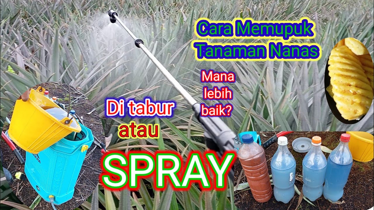 Pemupukan Tanaman Nanas, Tabur atau Spray? #nanasmadu #buahnanas #pertanian