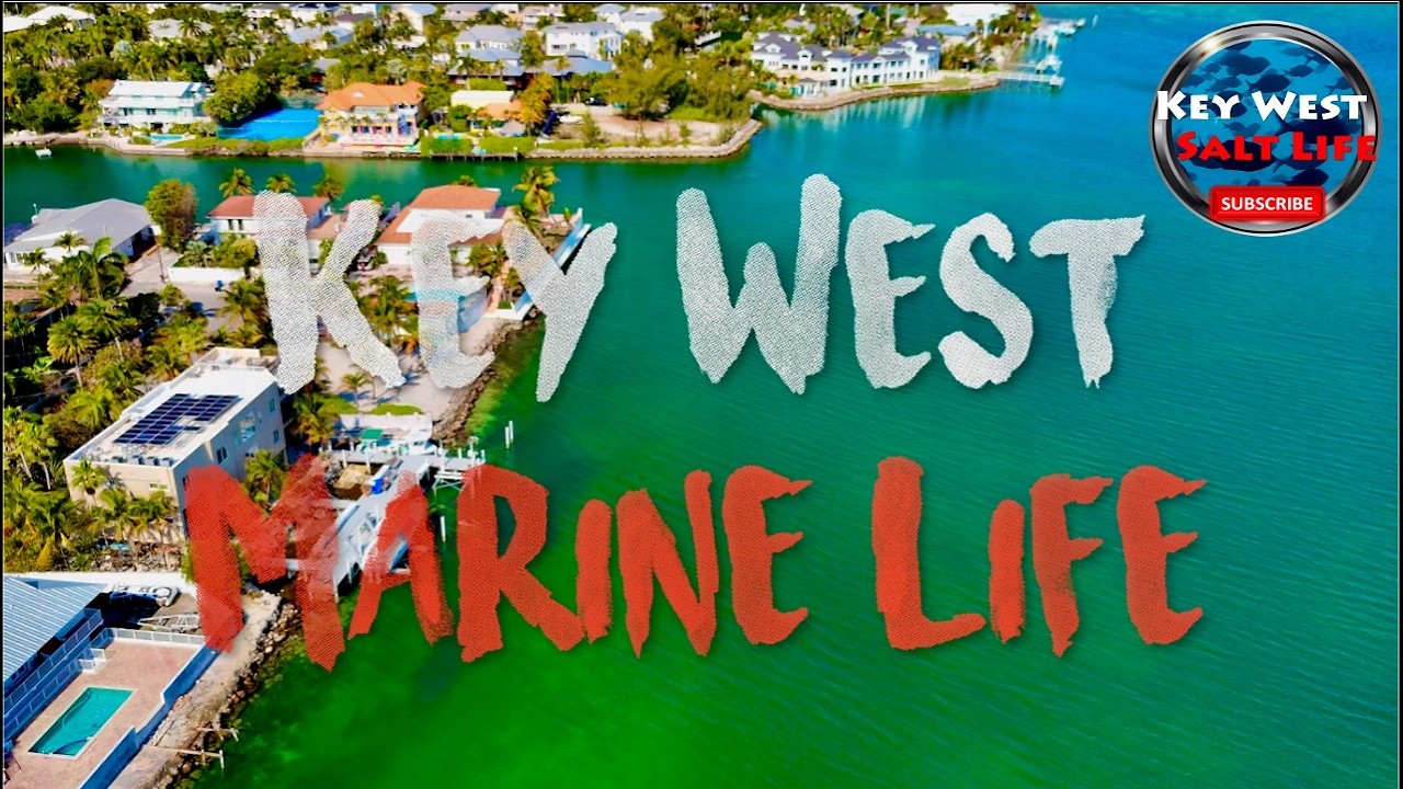 Key West From Above: 4K Marine Life, Tarpon, Sharks, and a High-Speed Underwater Hunter