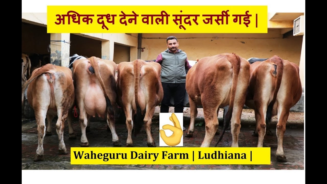 अधिक दूध देने वाली सूंदर जर्सी गई | Waheguru Dairy Farm | Ludhiana | #UnnatKisaanUnnatKrishi