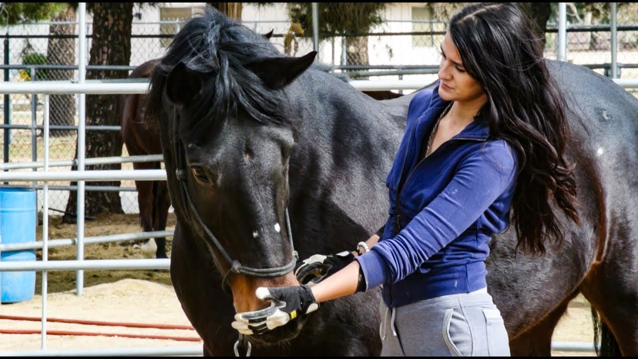 Vlog: Paarden trainen met Zo&euml; in  Californi&euml;