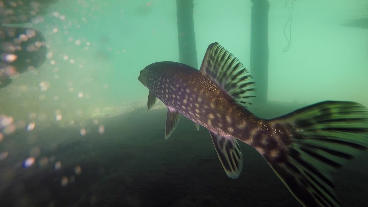 383 Lake Vättern - Snorkeling in Sweden