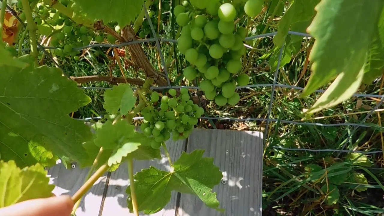 vigne chasselas doré