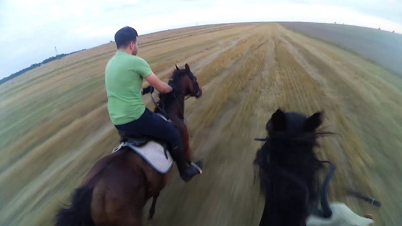 Galop i cwał po  ściernisku - Stajnia patatajka