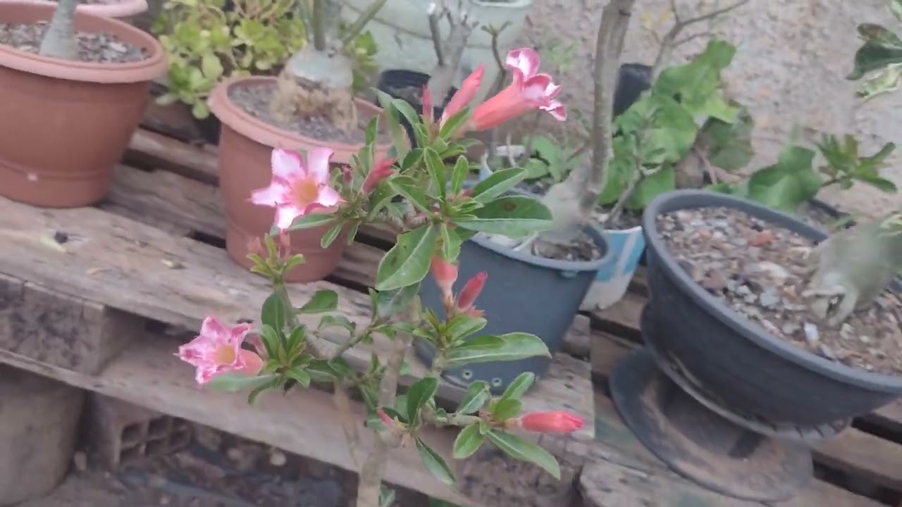Meu lindo jardim 