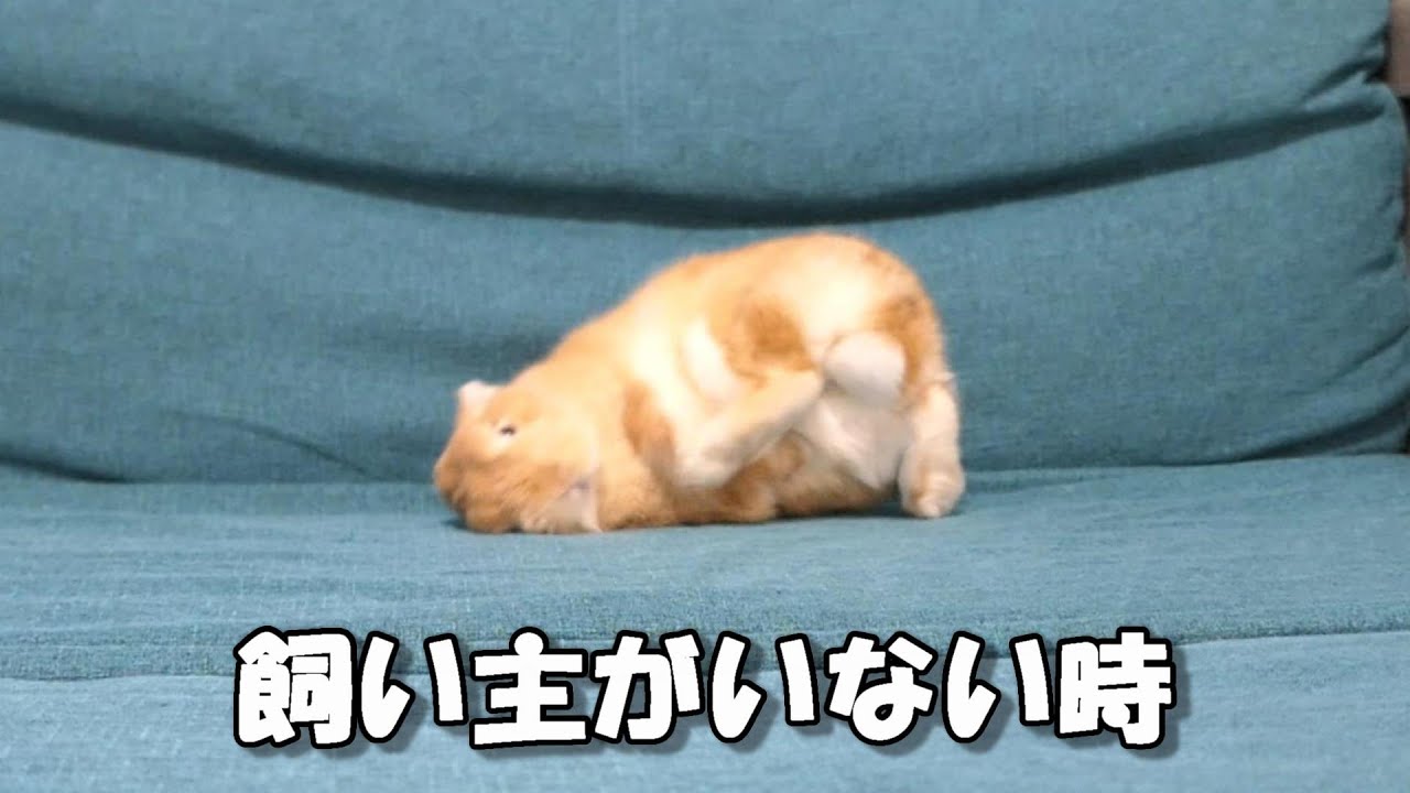 飼い主がいない時のウサギの行動をモニタリングしたら可愛すぎた