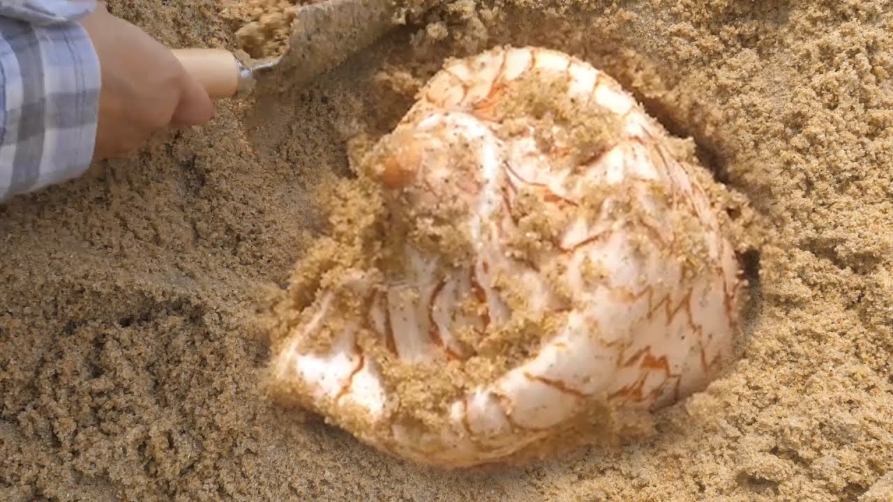 Unexpected wealth/amethyst, citrine, beach by the sea, washed by shipwreck