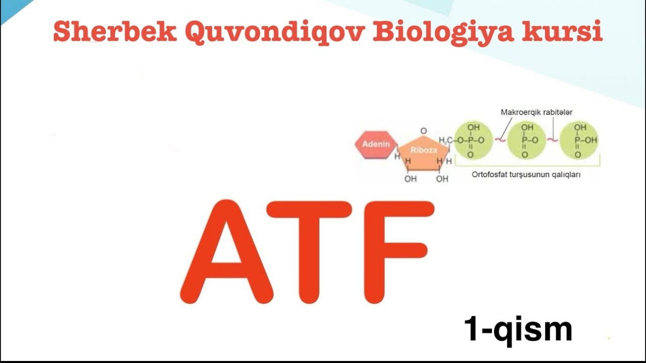 ATF nazariya 1-qism.Modda va energiya almashinuvi ❗️