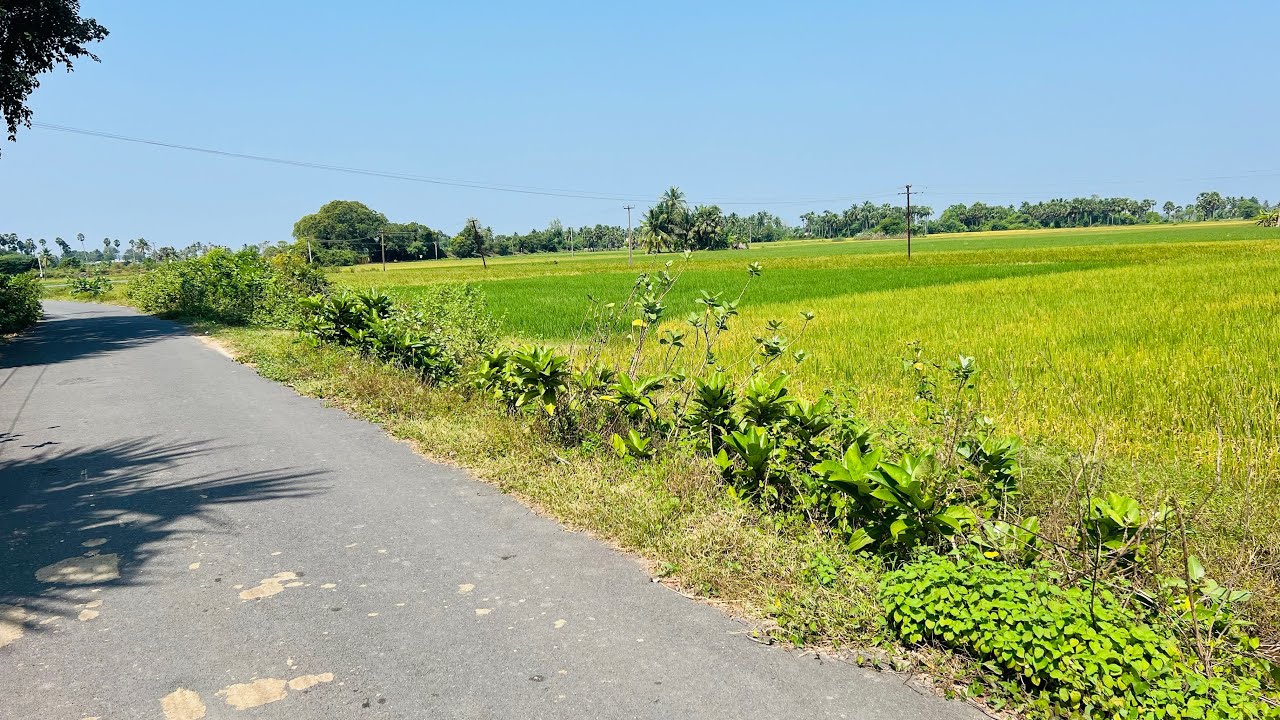 AD:223  1.15 Acres || Agriculture Land Sale Cheyyur || Well Free EB || Small Budget