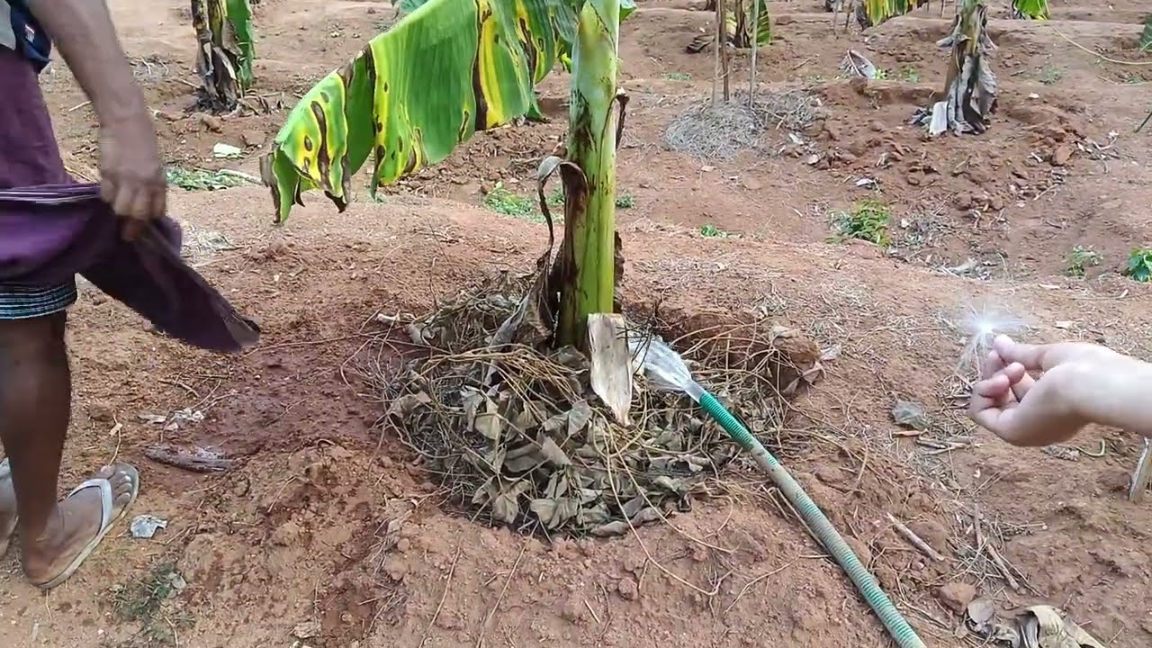 വാഴ  നനക്കൽ ❤️/ വാഴ കൃഷി