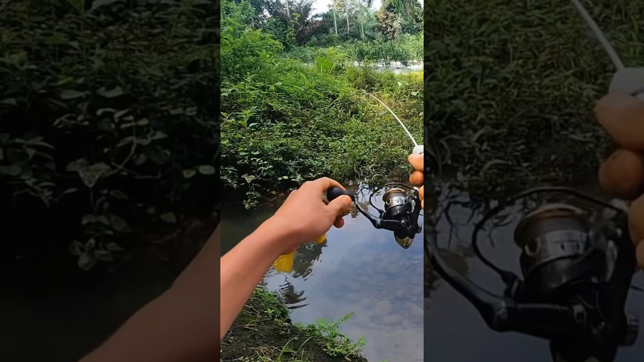 Buat umpan paling gacor mancing ikan wader 
