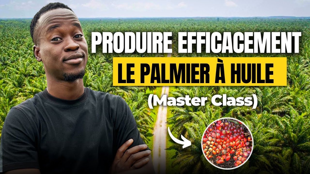 Comment produire efficacement le palmier à huile (MasterClass)