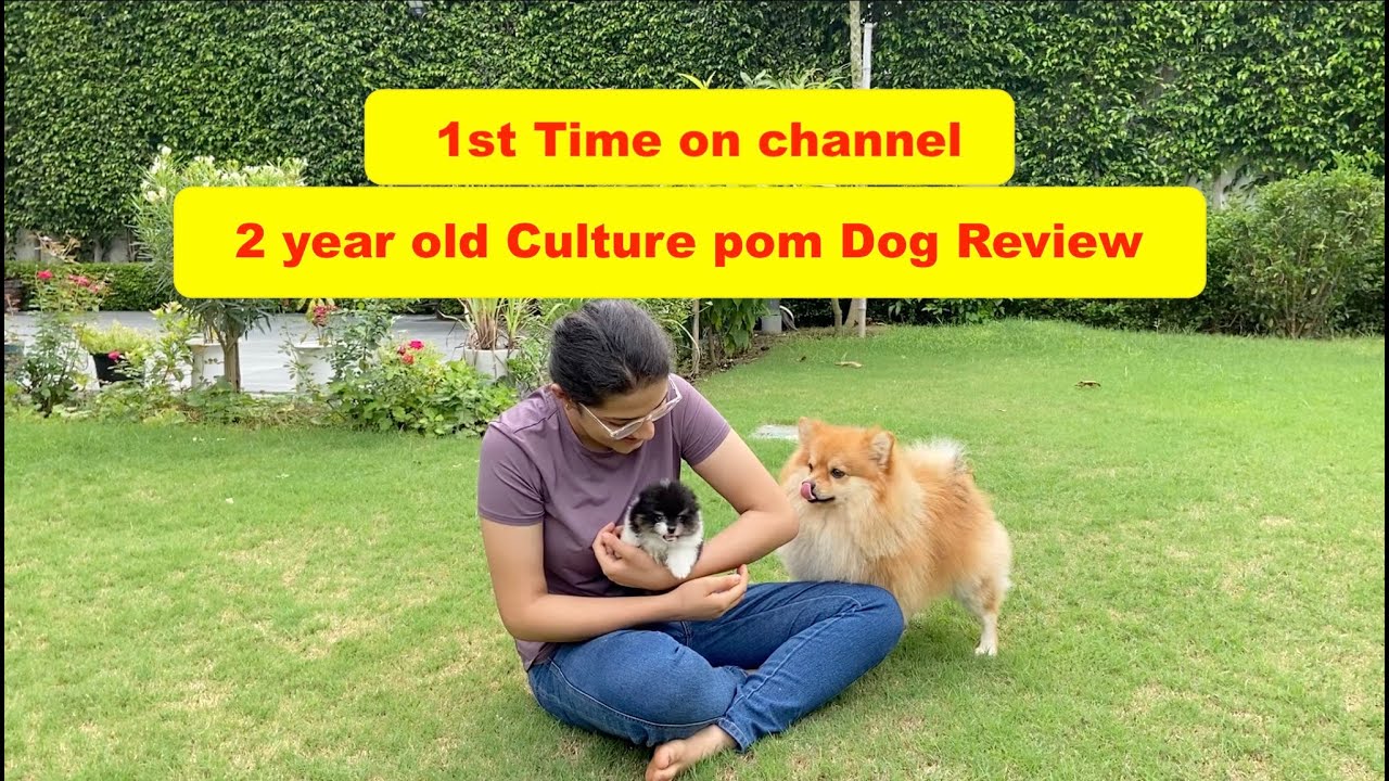 culture pom review 2 year old puppy . see height and body weight also