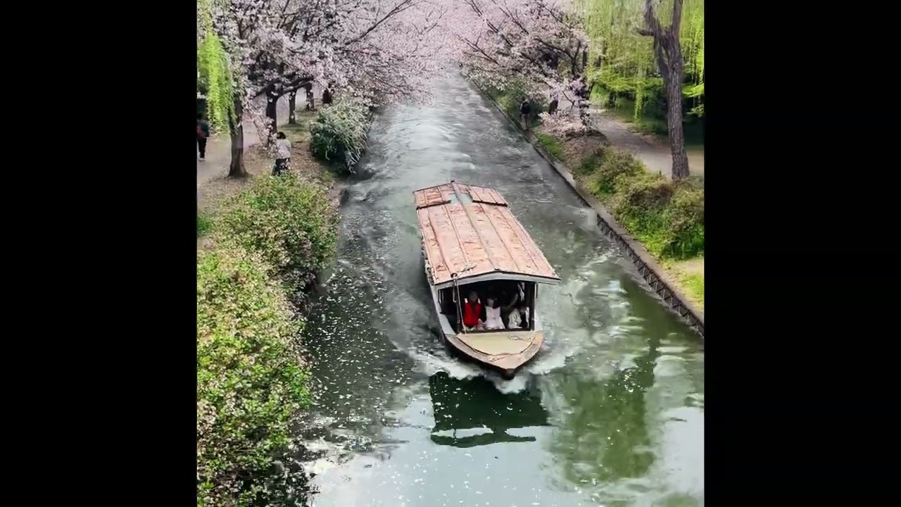 日本京都伏見十石舟櫻花美絕🌸🌸🌸
