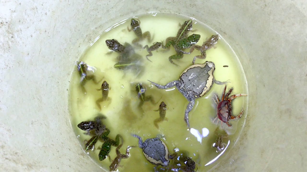 CATCHING A FUNNY FROGS WHIT NIGHT MAN AND MAKE OF YOU WANT TO LAUGHT #frog #funny