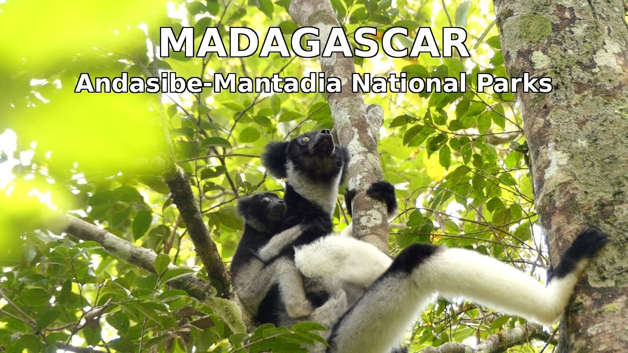 Madagascar Uncovered: Tracking Lemurs in the Wild
