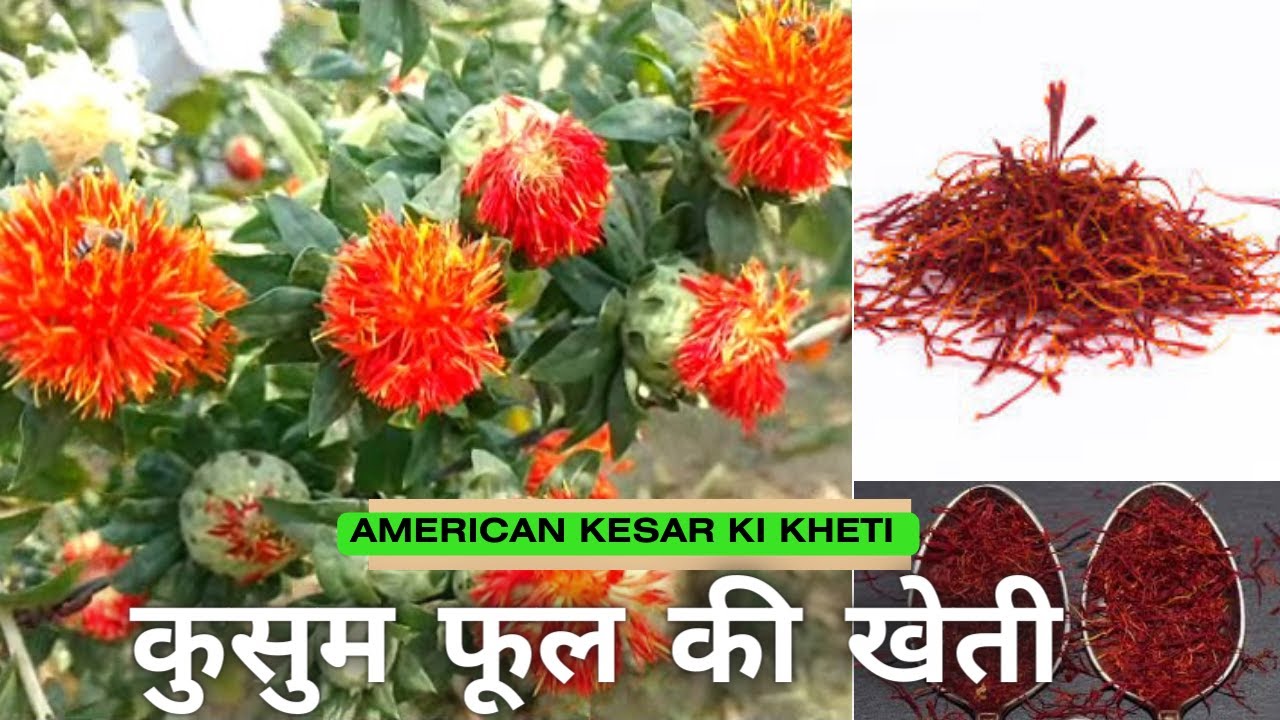 Kusum phool ki kheti | केसर कुसुम की खेती | कुसुम फूल की खेती | American kesar ki kheti | Khetikaa
