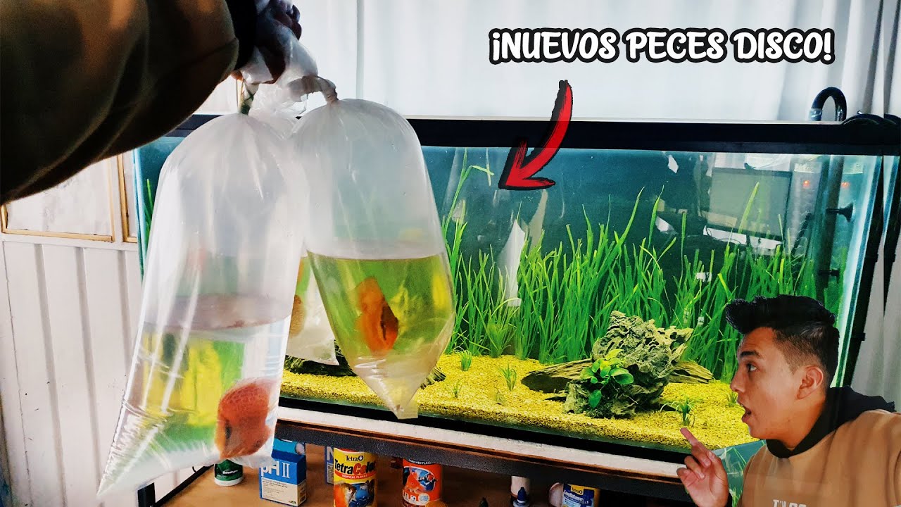¡VAMOS a COMPRAR los ULTIMOS PECES DISCO! 🐠🐟 | ¡Están Hermosos! | AcuariosLP