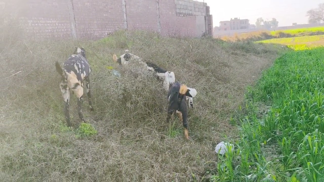 Goats Farming is my passion 💪