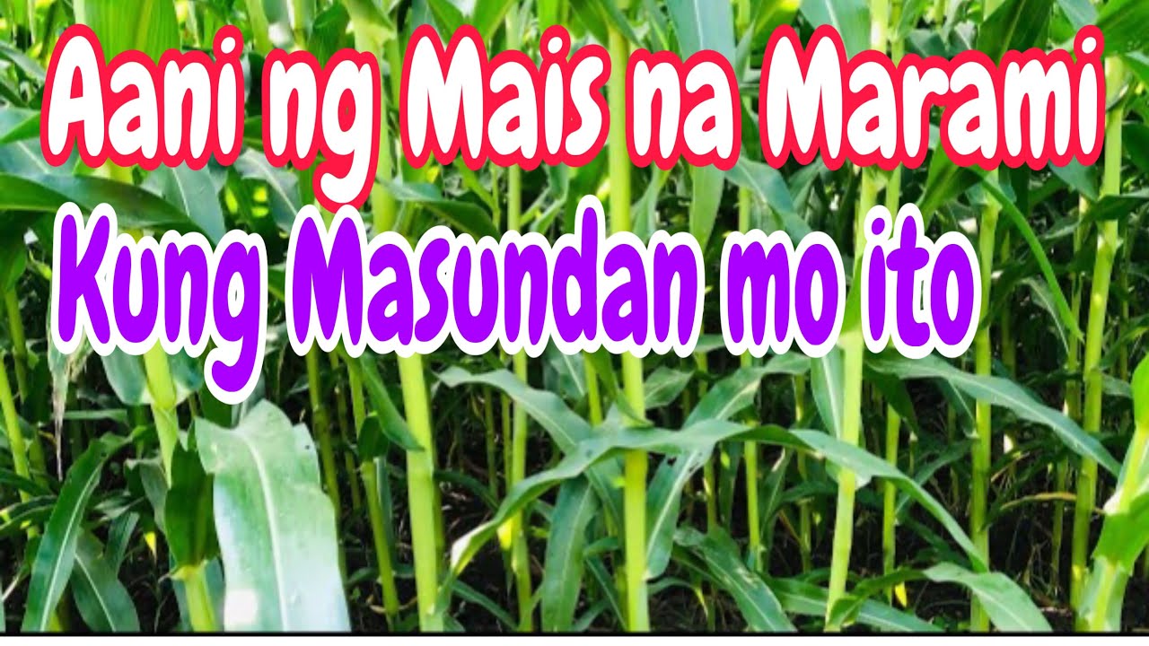 Mais na Aanihan ng 10 tons @55 days