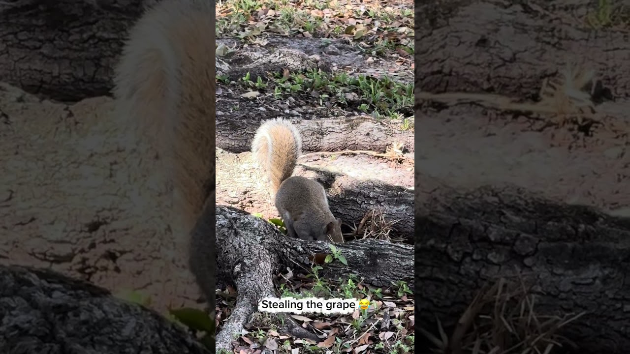 One Grape. Two Squirrels. A Wild Encounter. 🐿️