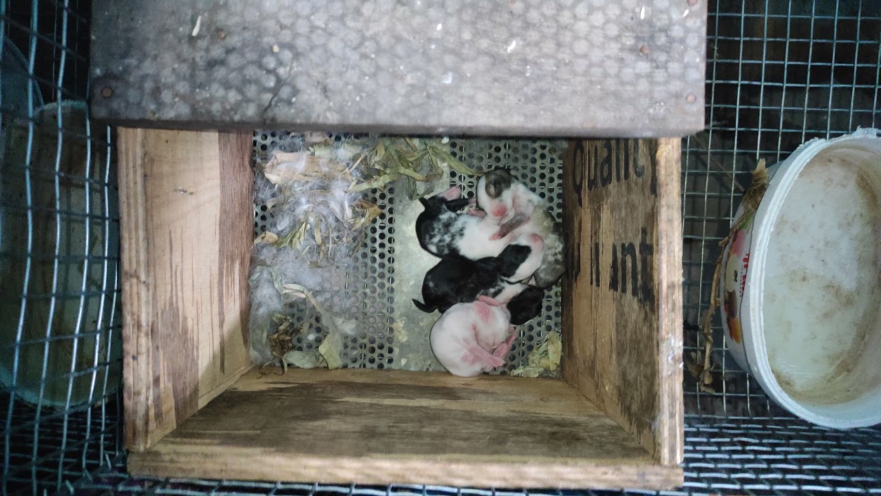 rabbit sales 3 month 4 month 6 month breathing per sales  arcot