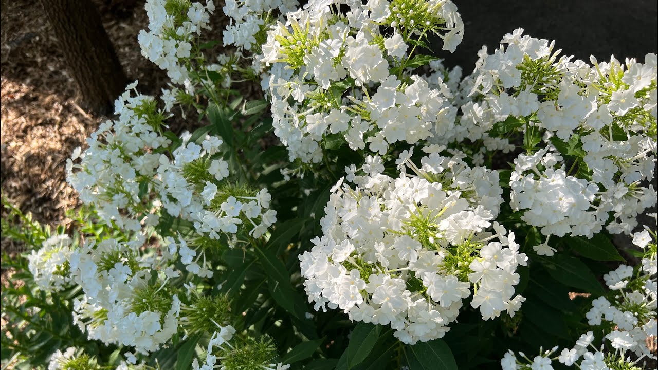 Tall Garden Phlox summer growth cycle with cuttings