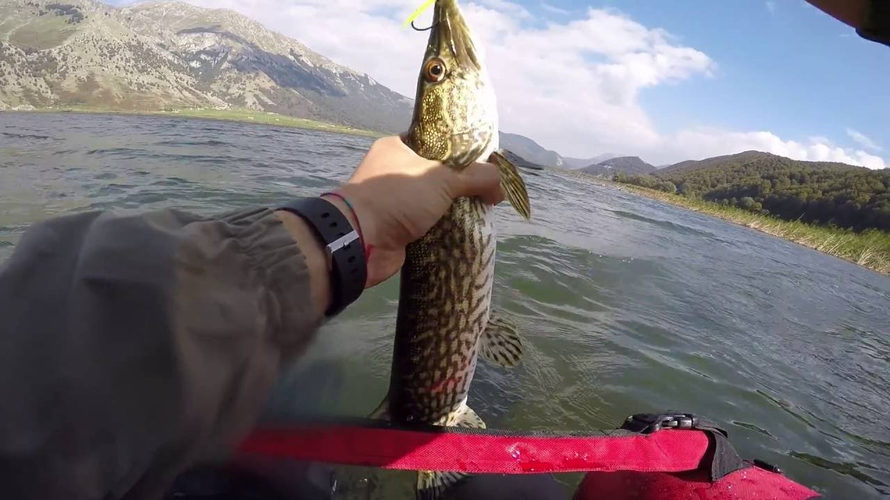 Pike fishing in Matese Lake