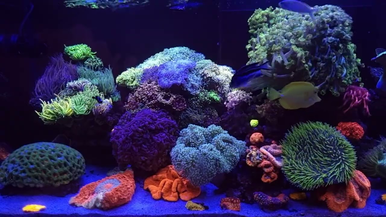 @AquaforestEuAF 980 Ocean Guard tank with lps corals in Aquaforest showroom