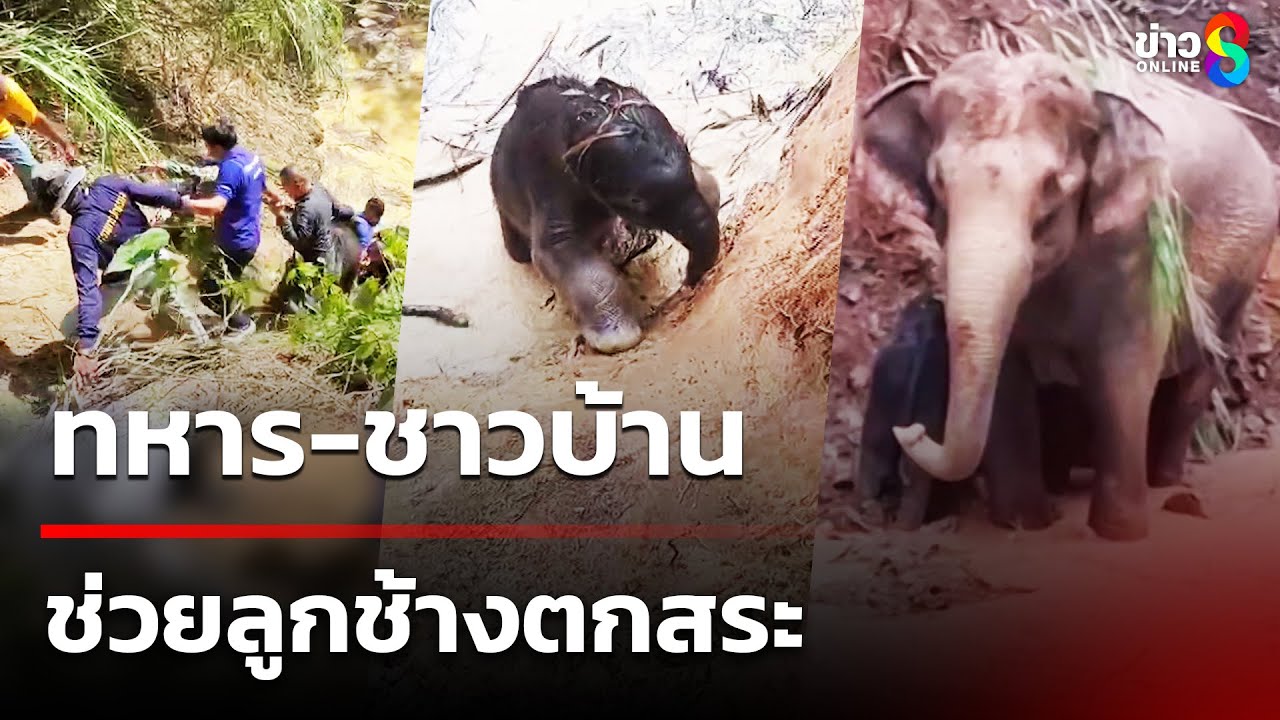 ช่วยลูกช้างด้วย! ทหาร-ชาวบ้านช่วยลูกช้างตกสระ | 23 มิ.ย. 68 | คุยข่าวเช้าช่อง8