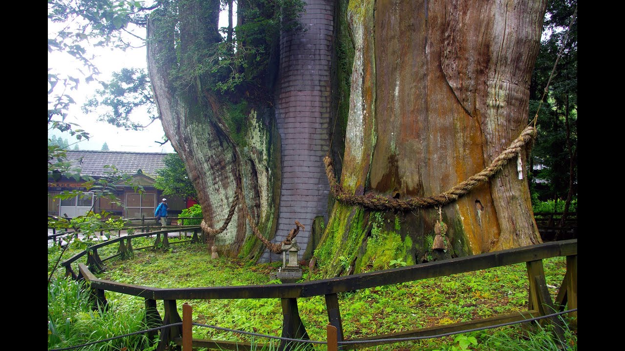 高知県の巨樹・巨木 杉の大杉