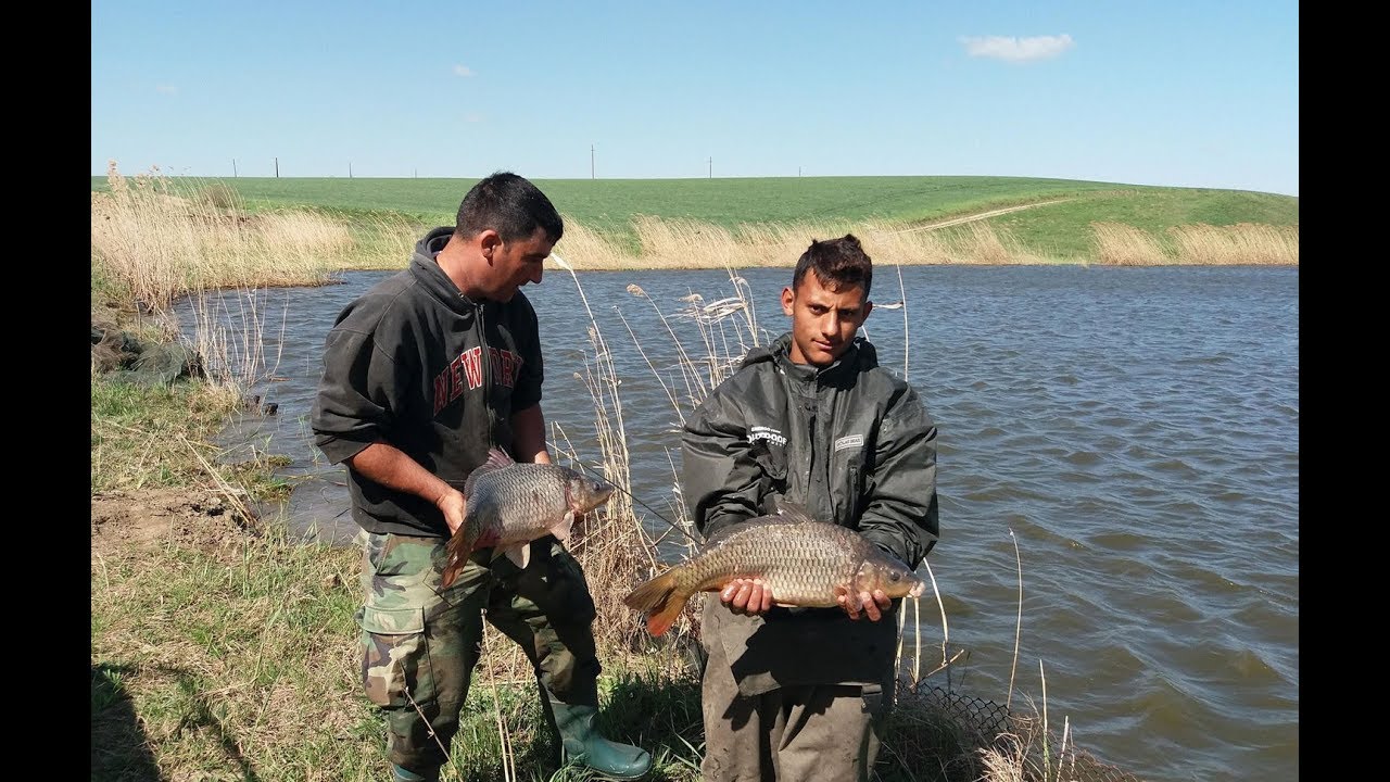 Bazinul 1 Danesti, crapi salbatici introdusi in 20 aprilie 2018