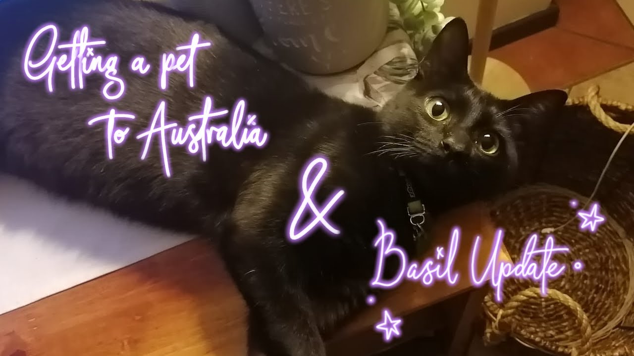 Getting A Pet To Australia - Timeline & Prices! | Update on Basil