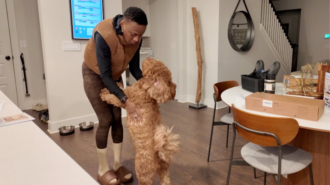 a day with my mini goldendoodle | S1 E1