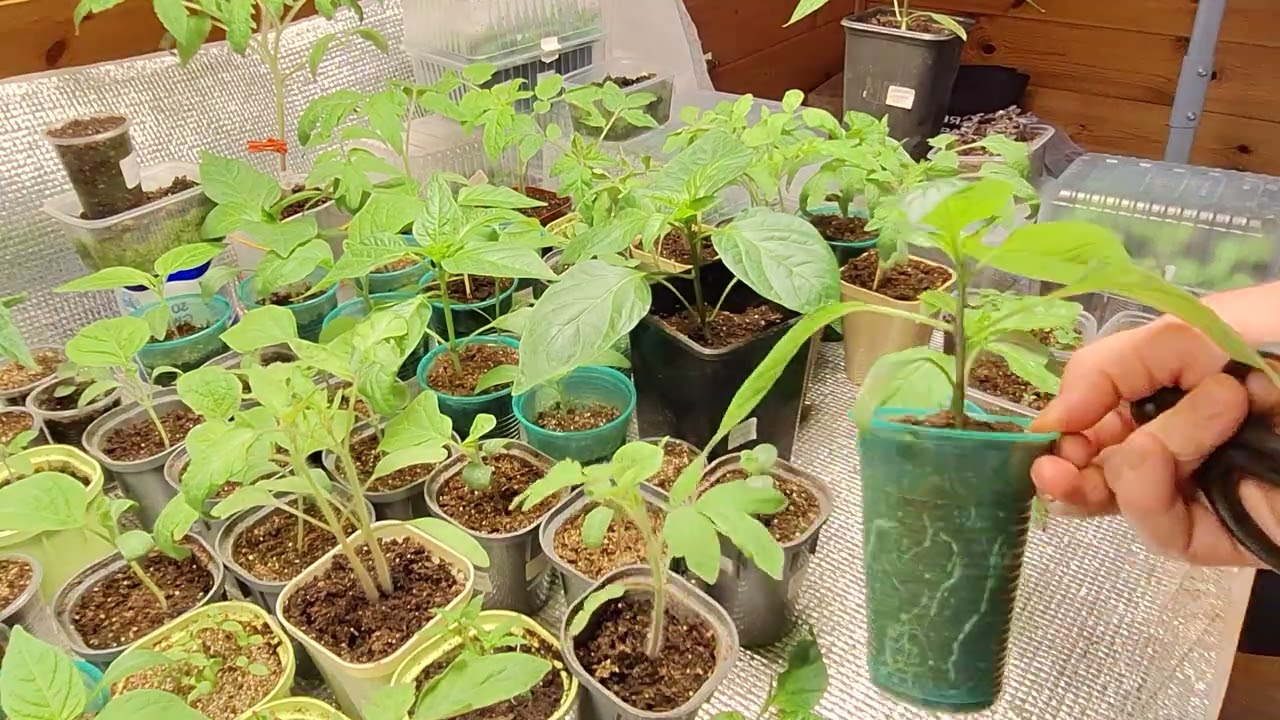 Обрезка сладких высокорослых перцев. Как я поливаю рассаду!