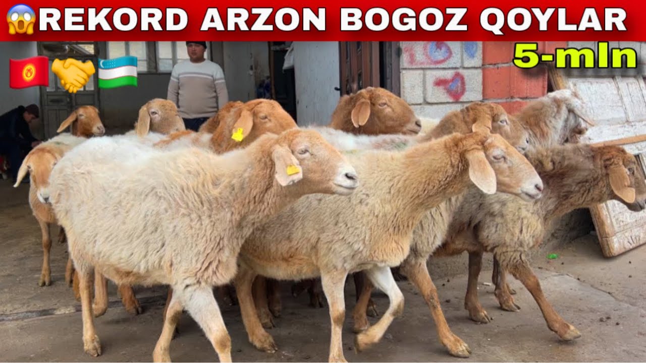 RIVOJIDDIN AKAGA DAXSHAT BOG‘OZLAR KELDI 🇰🇬 REKORD ARZON 😱