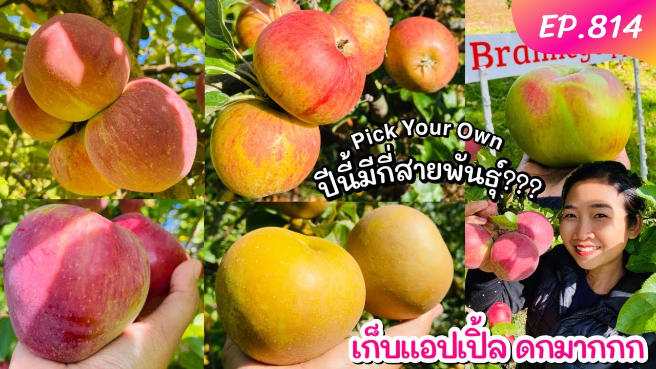 เก็บแอปเปิ้ลครั้งแรกของปี มีกี่สายพันธุ์ปีนี้‼️ Pick your own Apples EP.814