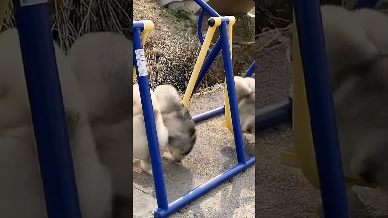 Unleashing the Passion: Experiencing the Thrilling 'Alaska Expedition' in 32-Degree Breeze