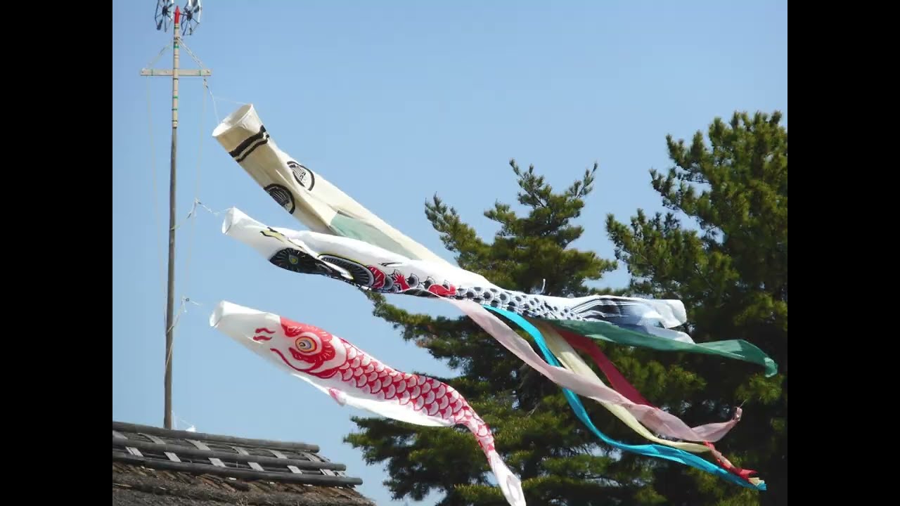 春から秋の昭和記念公園チューリップ・牡丹・鯉のぼり・ポピー・ネモフィラ・ひまわり・コスモス