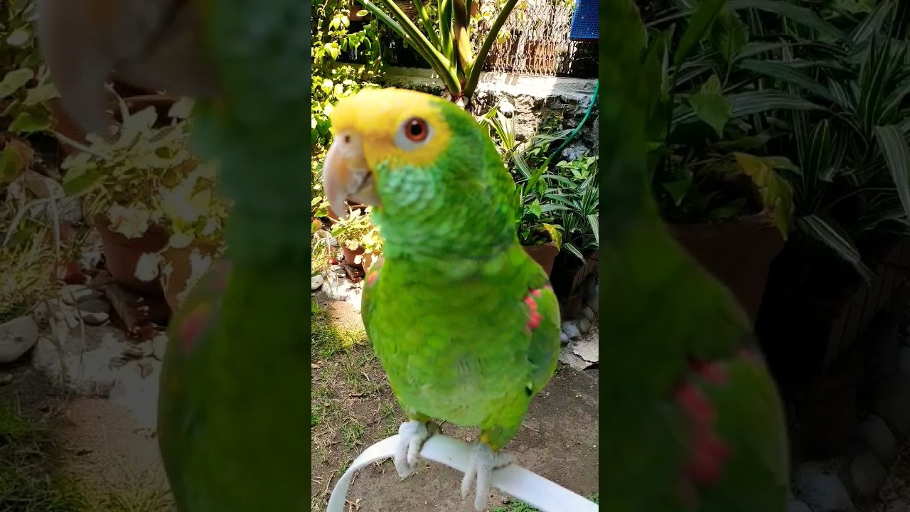 Loro Fito chiflando, loro silbando, loros cabeza amarilla #Shorts #viral #parrot #loros #aves #birds