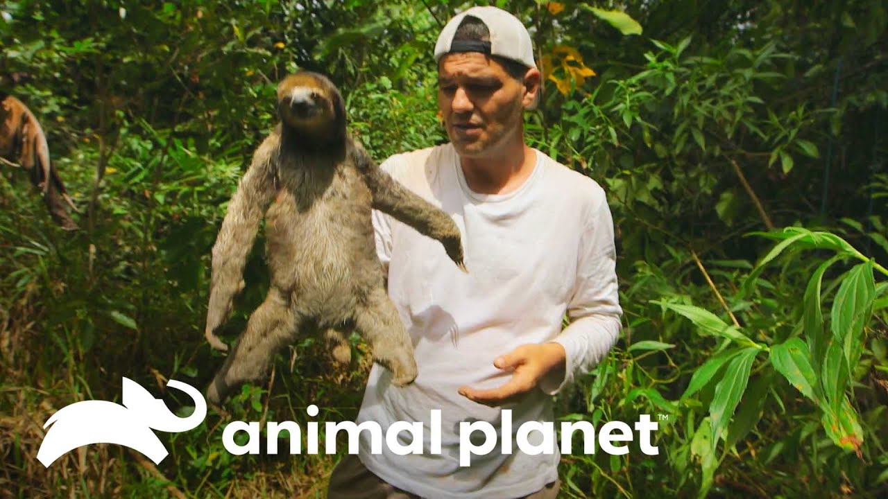 Frank comparte con oso perezoso | Wild Frank | Animal Planet