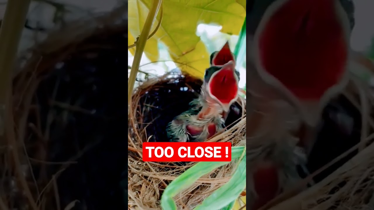 Too Close !!!