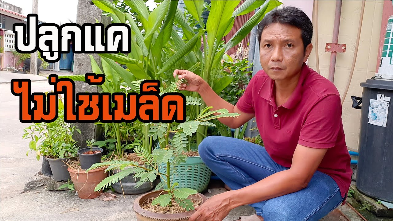 ปลูกแคโดยไม่ใช้เมล็ด ต้นเตี้ย ออกดอกเร็ว share