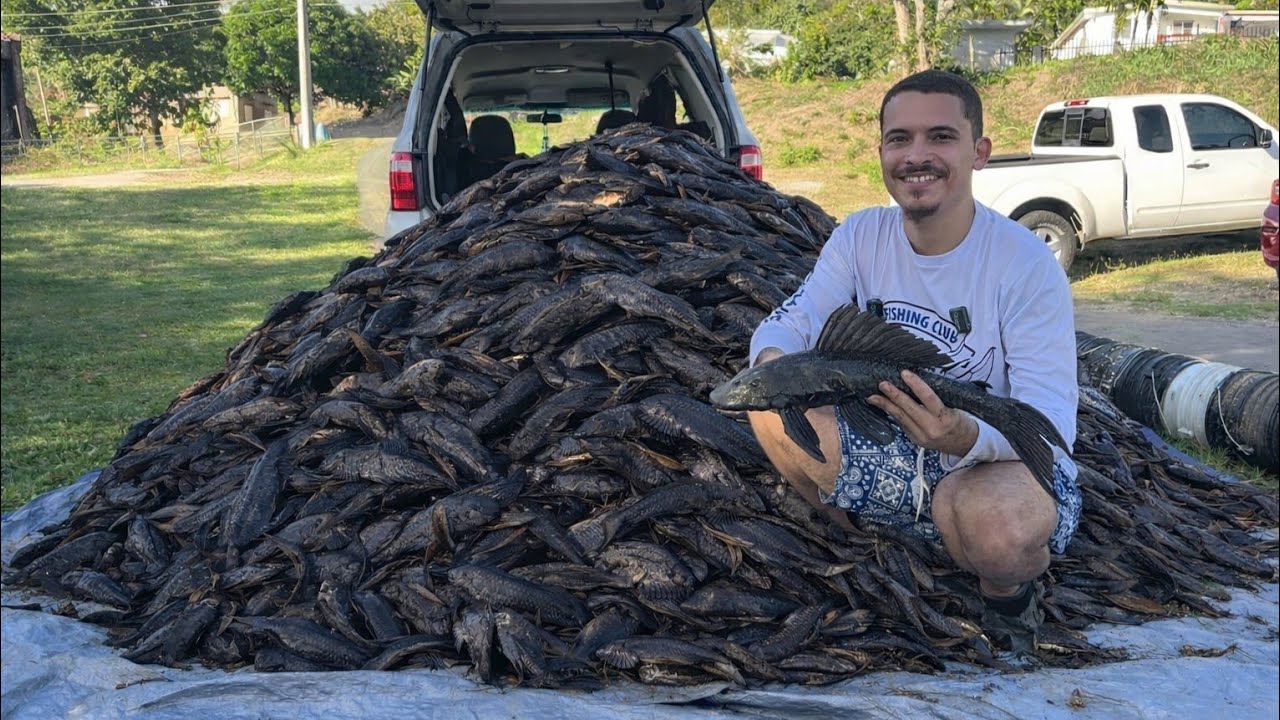 Es tuvimos en la MINA de PLECOSTOMUS/ +1,000 en menos de 3 hora/ RECORD