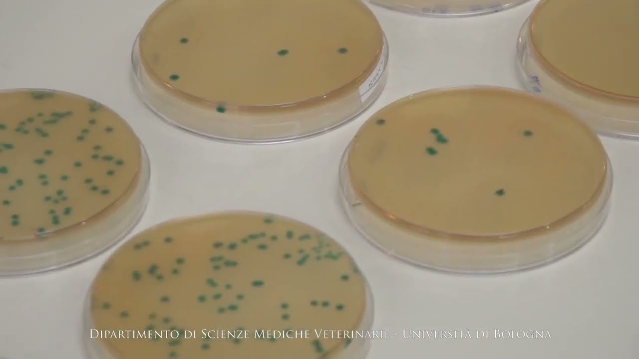 Attività di ricerca del SEFA sulla sicurezza microbiologica degli alimenti di origine animale